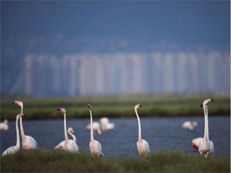 İzmir’in Gediz Deltası’nın UNESCO Dünya Doğa Mirası İlan Edilmesi İçin İmza Kampanyası Başladı