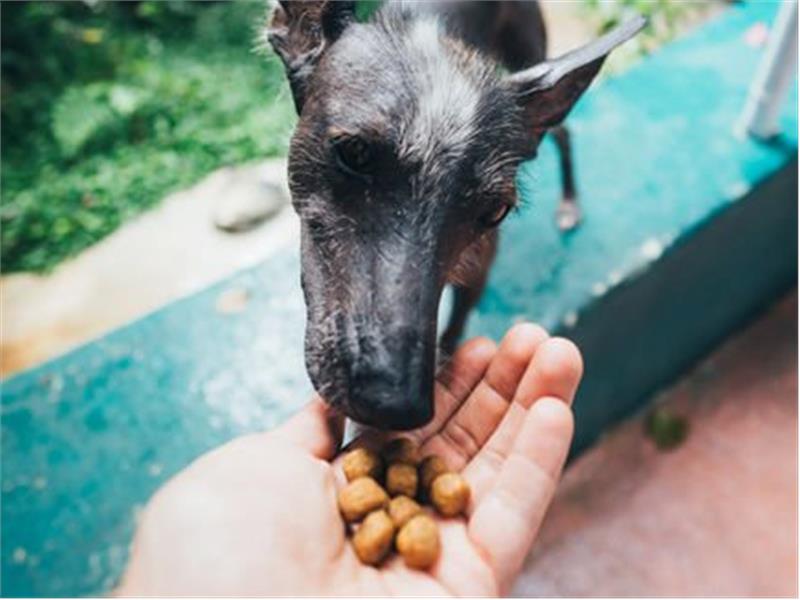 KÖPEKLER İÇİN ZARARLI YİYECEKLER