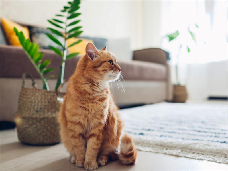 EVDE KEDİ BESLERKEN YAPILMASI GEREKENLER