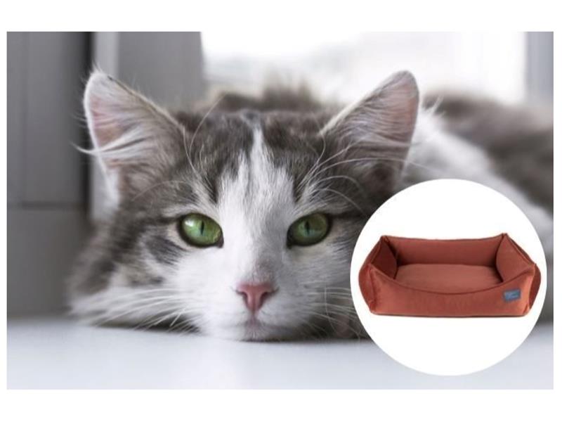 KEDİLER NEDEN YATAĞA İŞER İŞEMEMESİ İÇİN NE YAPILMALI?