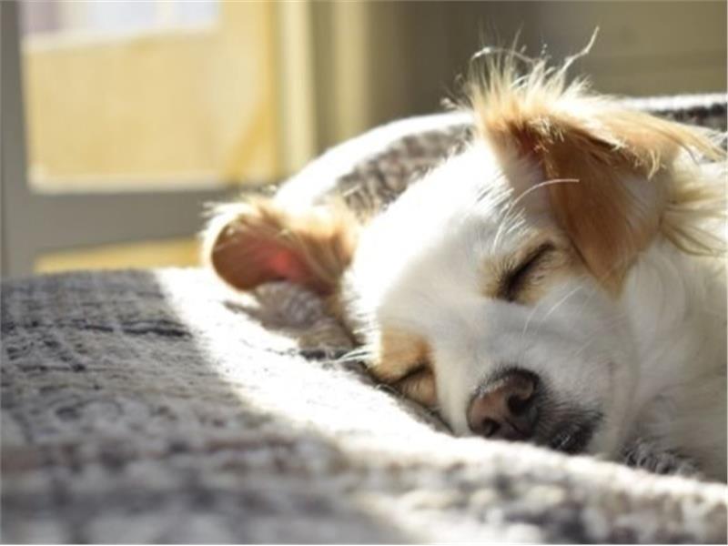 KÖPEK YATAĞI TAVSİYESİ İSTEYENLER İÇİN 8 ŞAHANE ÜRÜN