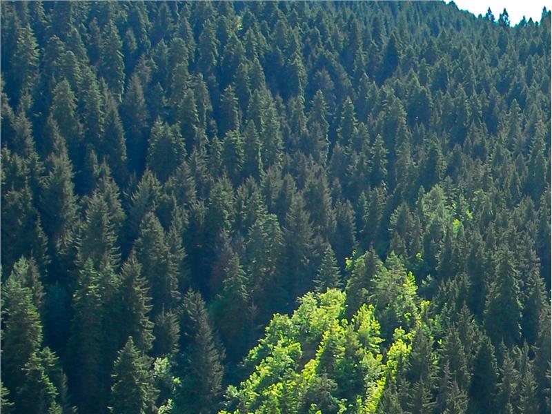 TEMA işbirliği ile Kilis'te L'Occitane Ormanı büyüyor...