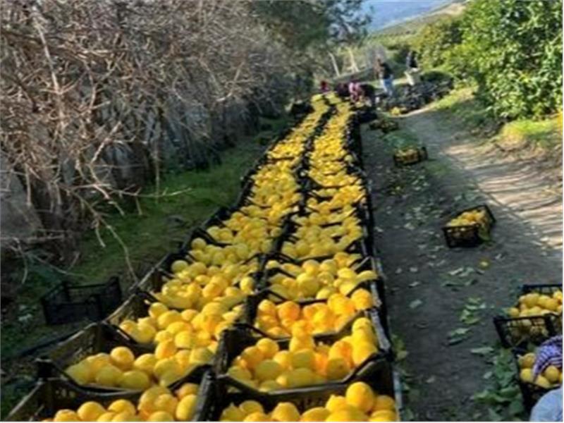 Hatay’dan yerel ürünler ile  ‘’Bu Ramazan, bereketi paylaşmanın tam zamanı’’, Hatay Beyaz Balkabağı ile Zencefilli Balkabağı Çorbası tarifi